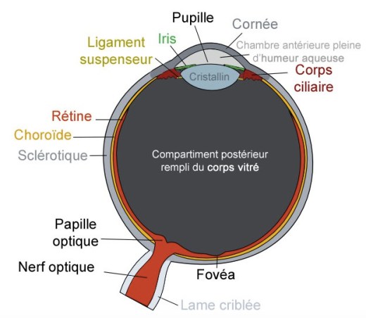 d&eacute;couvrez le monde fascinant de 'cristallin', une exploration captivante des formes et des reflets des cristaux. plongez dans l'univers de la transparence et de la beaut&eacute; naturelle &agrave; travers des articles, des conseils et des id&eacute;es inspirantes sur les min&eacute;raux et la lithoth&eacute;rapie.