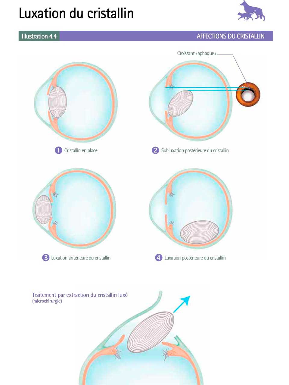 d&eacute;couvrez les merveilles du cristallin, un &eacute;l&eacute;ment fascinant de la nature qui joue un r&ocirc;le cl&eacute; dans l'optique. plongez dans l'univers des cristaux et apprenez comment ils se forment, leurs propri&eacute;t&eacute;s uniques et leurs applications dans la science et l'industrie. un voyage enchanteur &agrave; travers la beaut&eacute; et la complexit&eacute; des cristaux vous attend.